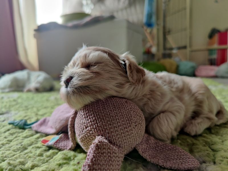 Cremefarbener Havaneser-Welpe schläft mit dem Kopf auf einem rosa Kuscheltier