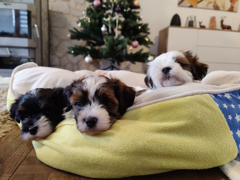 Drei Havaneser-Welpen liegen in einem gelben Hundebett vor dem Weihnachtsbaum